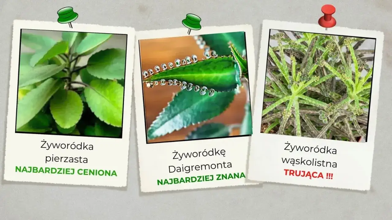 Trzy zdjęcia żyworódek: pierzasta, Daigremonta i wąskolistna. Ta ostatnia, jak wygląda żyworódka trująca, jest oznaczona jako toksyczna.