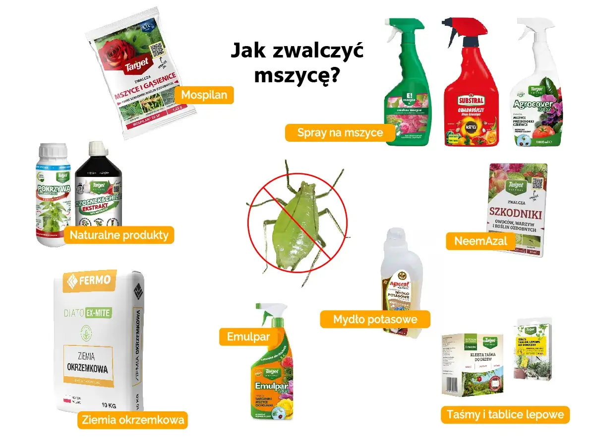 Oprysk na mszyce z sody i octu to domowy sposób na szkodniki. Na zdjęciu widać różne środki do walki z mszycami.