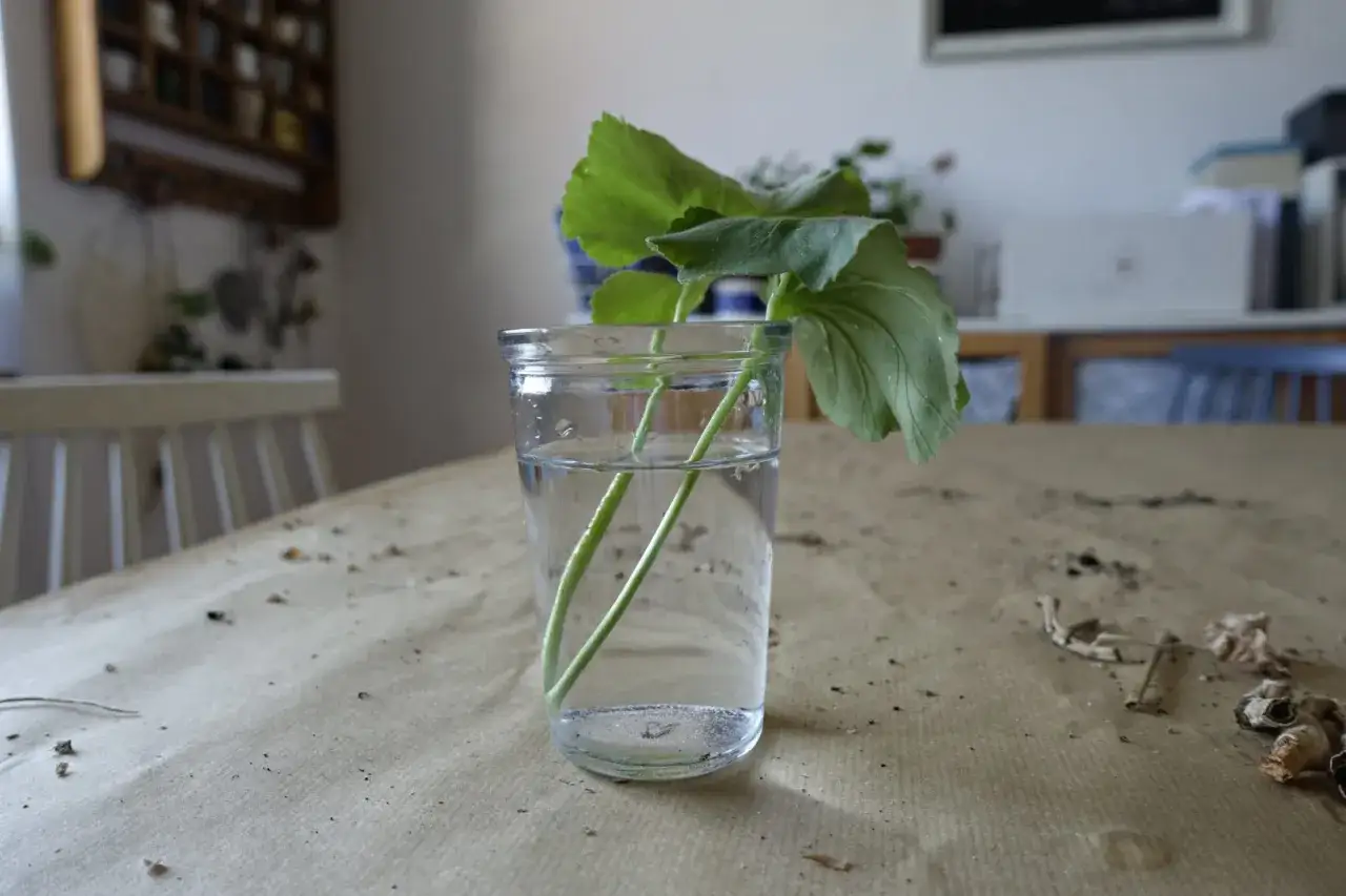 Rozmnażanie pelargonii po zimie: ukorzenianie sadzonek w wodzie. Zielone pędy z liśćmi w szklance.