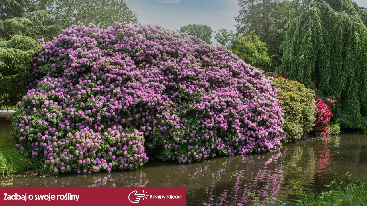 Majestatyczny rododendron w pełnym rozkwicie, kiedy kwitną rododendrony, tworzy fioletową falę nad wodą.