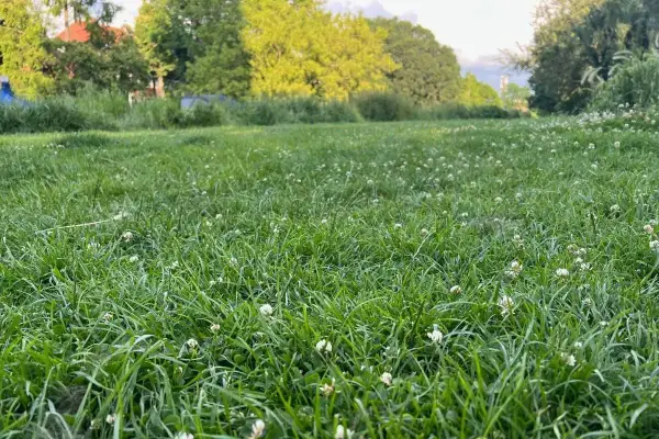 Zielona, soczysta trawa z białymi koniczynami. Idealny czas, kiedy najlepiej siać trawę, to wiosna lub jesień, gdy jest wilgotno i nie za gorąco.