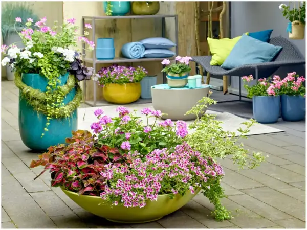 Kolorowe pelargonie i coleus w donicach tworzą letnią kompozycję. Wypełniacze do pelargonii dodają lekkości i objętości.