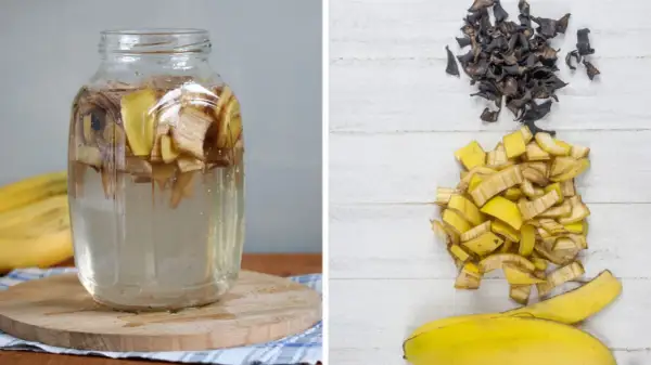 Słoik z wodą i kawałkami bananów, obok stosy skórek. To domowy nawóz z banana dla roślin.