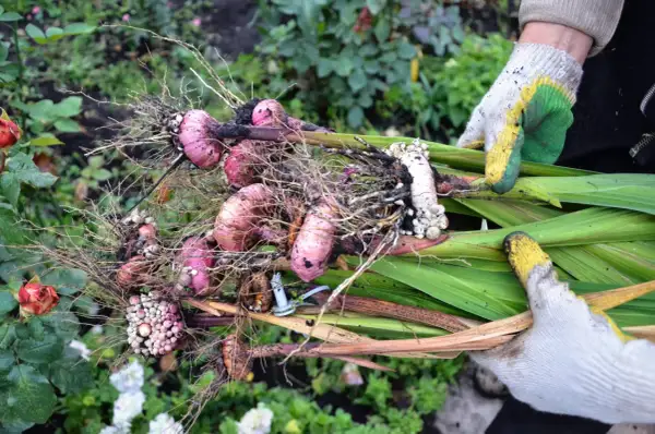 Ręce w rękawiczkach trzymają świeżo wykopane mieczyki. To znak, że czas je wykopać na zimę, by przetrwały do wiosny.