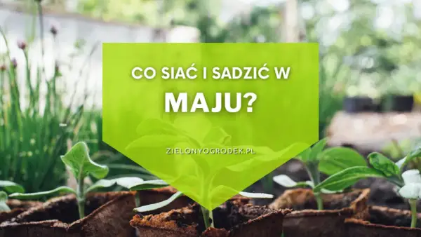 Młode sadzonki w doniczkach, zielona grafika z napisem "Co siać i sadzić w maju?".