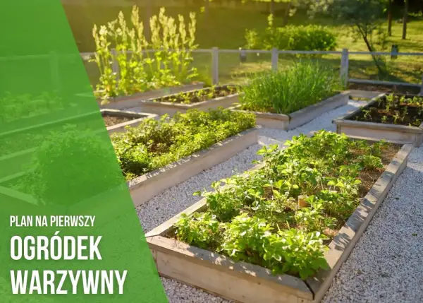 Plan na pierwszy ogródek warzywny: podniesione grządki z truskawkami, ziołami i szczypiorkiem.