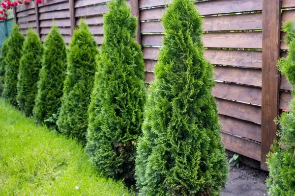 Zadbaj o swoje tuje, stosując specjalny nawóz. Zdjęcie przedstawia rząd zielonych, stożkowatych tui rosnących przy drewnianym płocie.