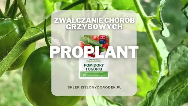 Proplant 722 SL jak stosować? Oprysk na pomidory i ogórki, zwalcza choroby grzybowe. Długo działa, chroni i zwalcza.