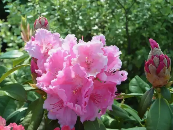 Piękny, kwitnący różowy rododendron. Właściwa ziemia do rododendronów zapewni mu zdrowy wzrost i obfite kwitnienie.