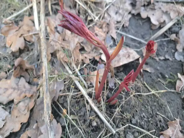Młode, czerwone pędy piwonii wychodzą spod ziemi. Wiosna to czas, gdy zastanawiamy się, czym nawozić piwonie, by pięknie kwitły.
