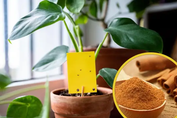 Żółta pułapka na ziemiórki w doniczce z rośliną, obok łyżka z cynamonem. Naturalny sposób na szkodniki.