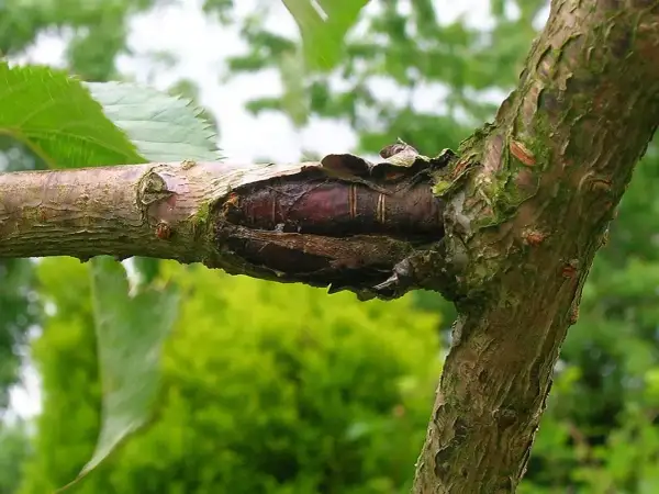 Uszkodzona kora drzewa owocowego, widoczne ciemne, podłużne struktury, mogące świadczyć o chorobach drzew owocowych.