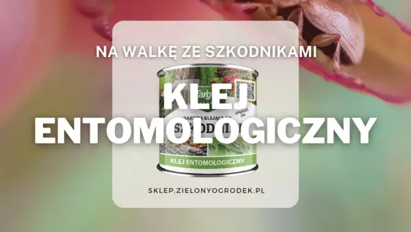 Klej entomologiczny kiedy stosować? Na walkę ze szkodnikami, bariera klejąca na drzewa i rośliny.